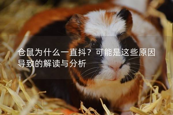 倉鼠為什么一直抖？可能是這些原因導致的解讀與分析